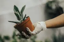 How Many Trees Should You Plant To Offset Your Carbon Footprint? How Many Trees Should You Plant To Offset Your Carbon Footprint?